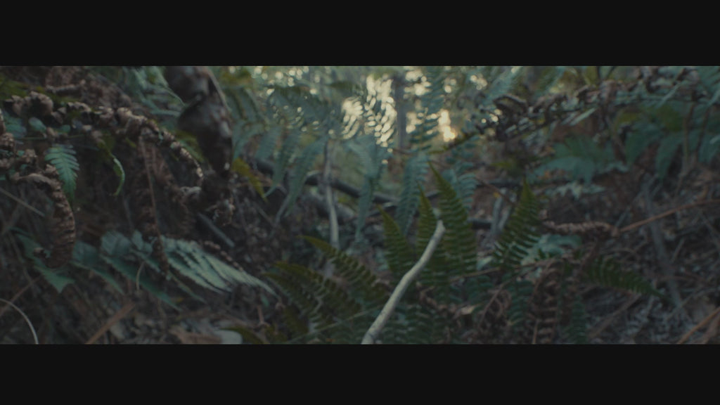 |dm:detail_video