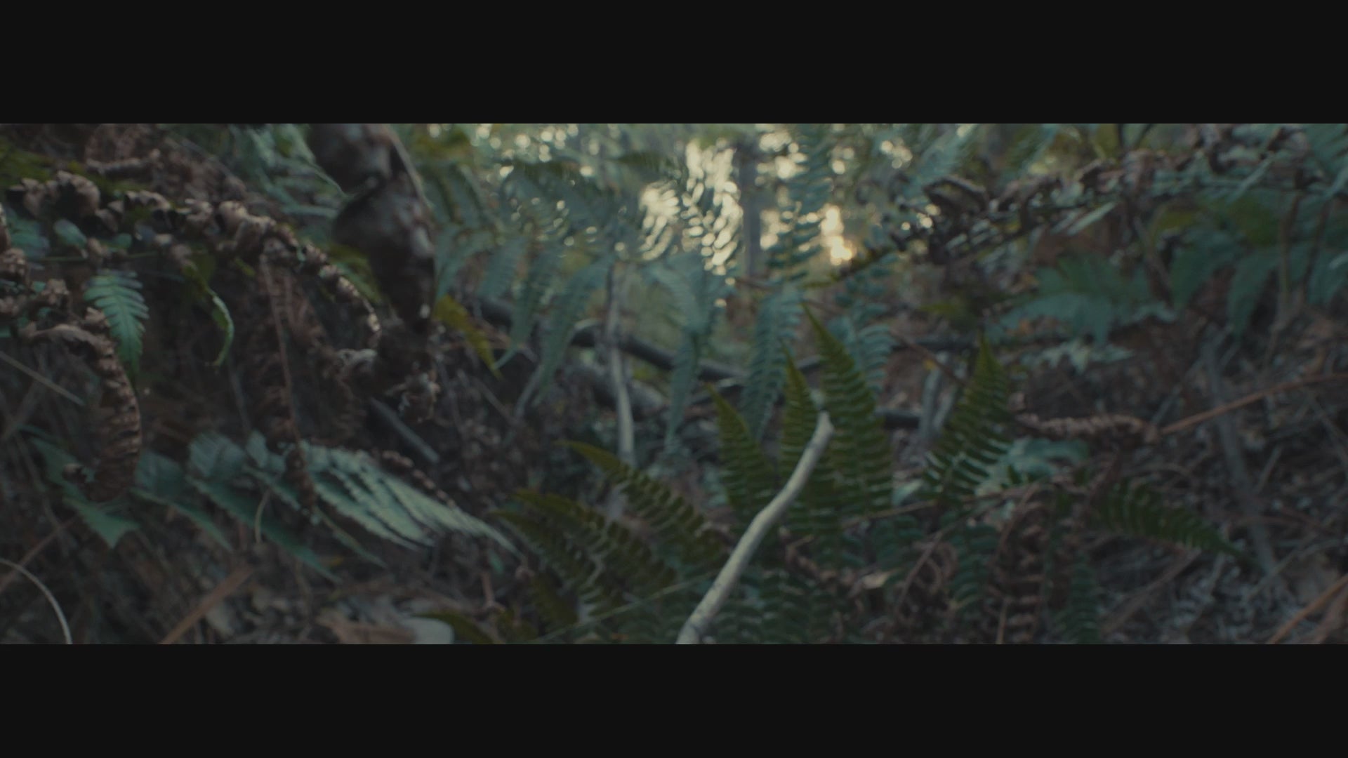 |dm:detail_video
